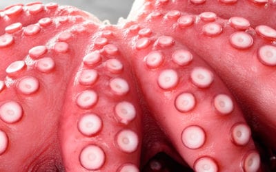 What is a Day Boat Octopus?