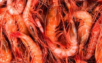 Gambas de Palamós, the best shrimp in the World !