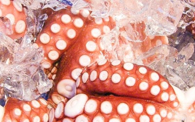 Why is frozen octopus better ?