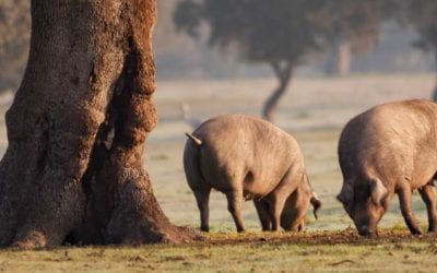 Everything you need to know about Iberico pork