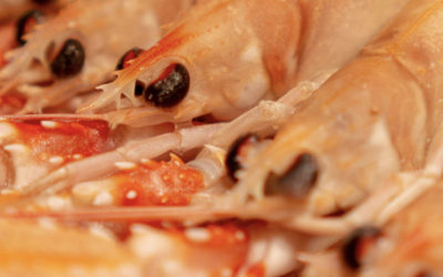 What is the difference between Lobster and Norway Lobster ?
