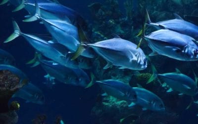 Wild caught fish versus farmed raised fish