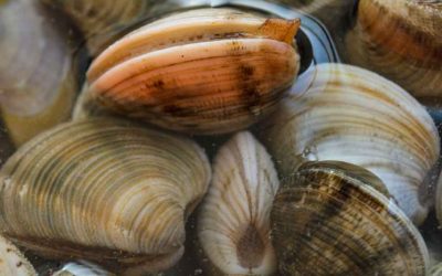 Clams from Spain: Why are they so good?!