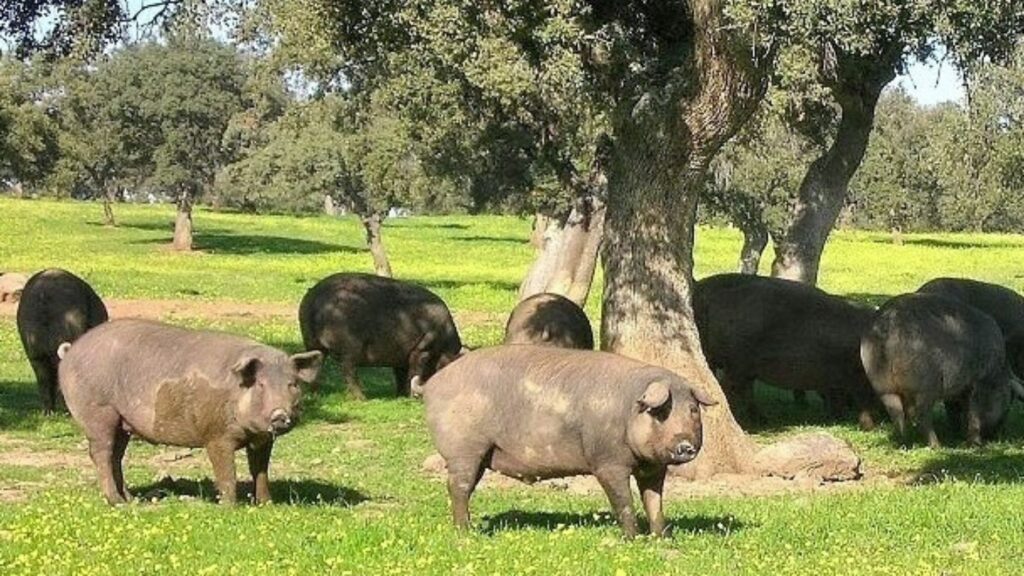 Iberico pork in a wild field under an hoak tree