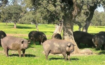 Iberico Pork US: The Ultimate Guide to Sourcing & Cooking