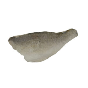 Japanese seabass filet